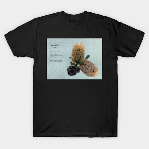 'Australian Banksia' T-Shirt by Bevlyn